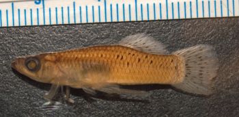 Media type: image;   Ichthyology 36175 Aspect: lateral,description